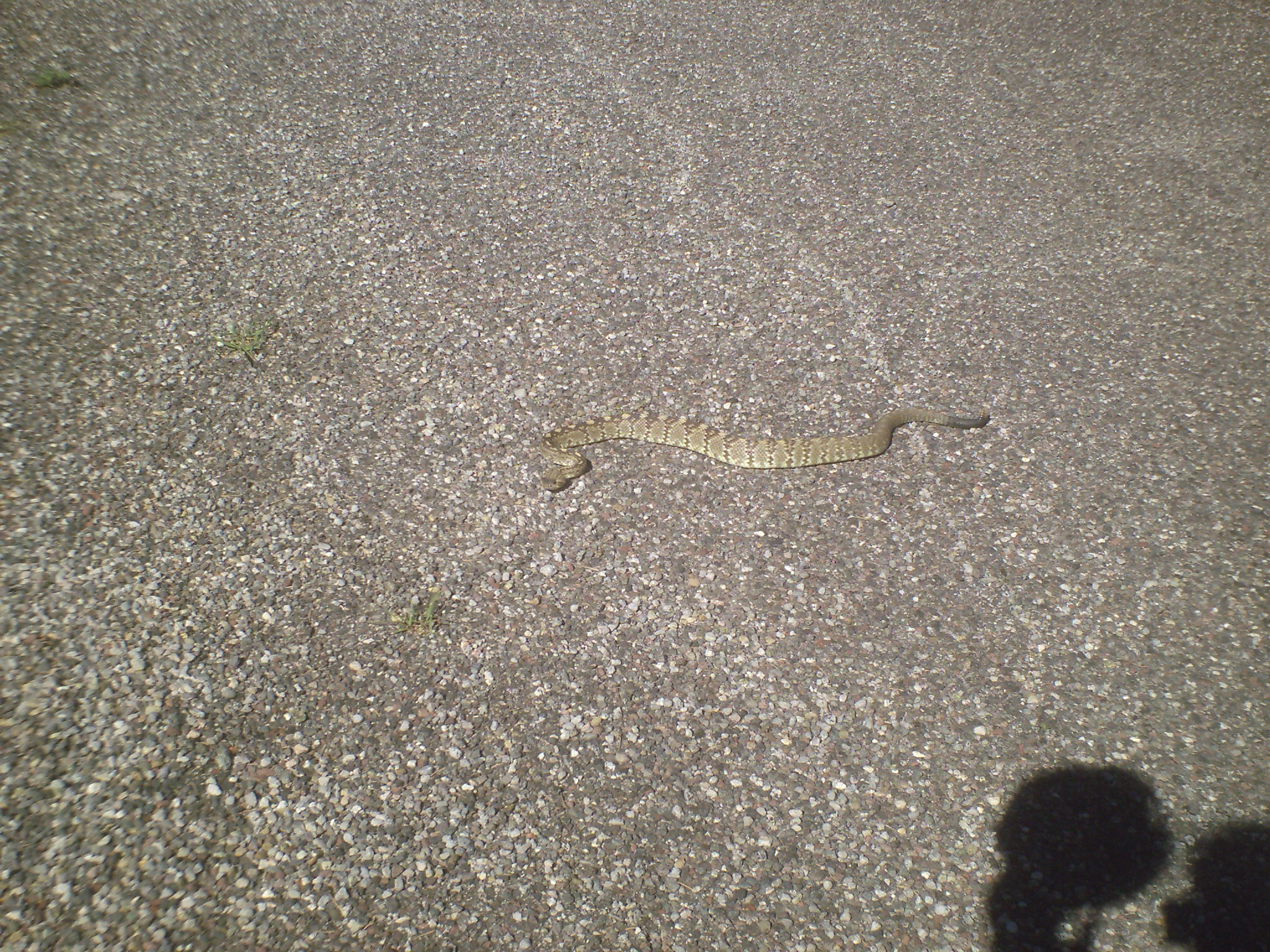 black-tailed rattlesmnake.jpg [1146 Kb]